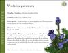 Flores del Paramo (5)